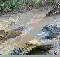 Top End Waterfalls and Wetlands - Accommodation Nelson Bay