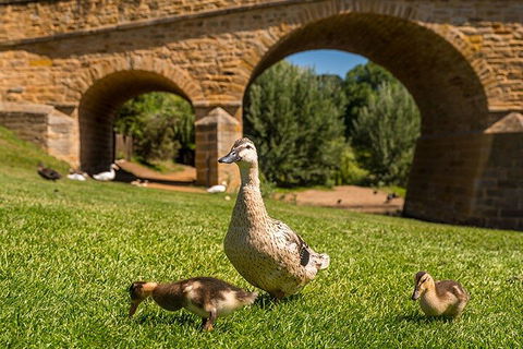 Richmond Historic Afternoon Tour From Hobart - Accommodation Nelson Bay 1