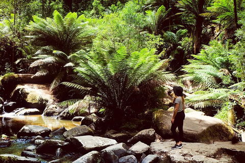 Small Group - Yarra Valley & Dandenong Ranges Hike From Melbourne - Accommodation Nelson Bay 4