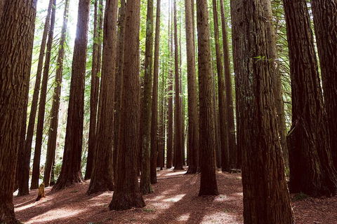 Small Group - Yarra Valley & Dandenong Ranges Hike From Melbourne - Accommodation Nelson Bay 5