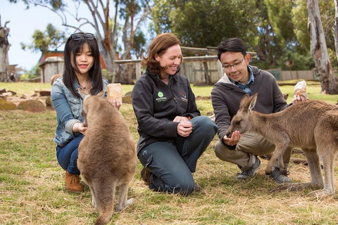 Bonorong Wildlife Park And Richmond Afternoon Tour From Hobart - Accommodation Nelson Bay 1