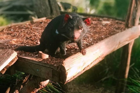 Bonorong Wildlife Park And Richmond Afternoon Tour From Hobart - Accommodation Nelson Bay 4