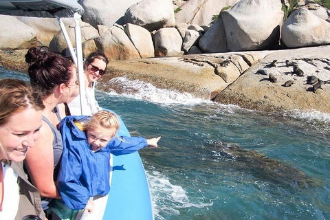 Seal Island Boat Tour From Victor Harbor - Accommodation Nelson Bay 4