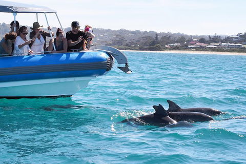 Seal Island Boat Tour From Victor Harbor - Accommodation Nelson Bay 5