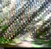 Dandenong Ranges Private Tour Including William Ricketts Sanctuary - Accommodation Nelson Bay