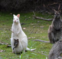 Full-Day Guided Bruny Island Tour from Hobart - Accommodation Nelson Bay