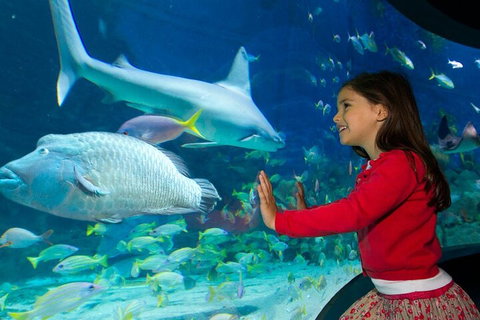 Melbourne BIG Ticket - LEGOLAND Discovery And SEA LIFE Melbourne - Accommodation Nelson Bay 1