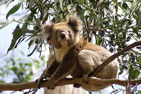 Melbourne Combo: Great Ocean Road, Puffing Billy, Moonlit Sanctuary & Penguins - Accommodation Nelson Bay 3