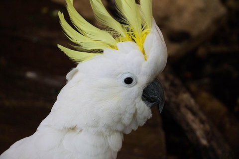 Cairns ZOOM And Wildlife Dome - Nelson Bay Accommodation.com 2