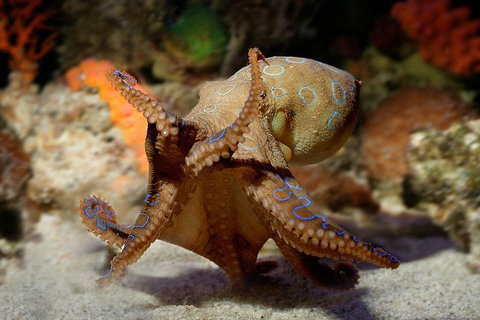 Glass Bottom Boat & Entry At AQWA - Accommodation Nelson Bay 0