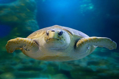 Glass Bottom Boat & Entry At AQWA - Accommodation Nelson Bay 1