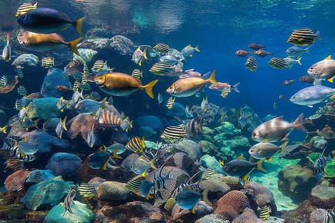 Glass Bottom Boat & Entry At AQWA - Accommodation Nelson Bay 3
