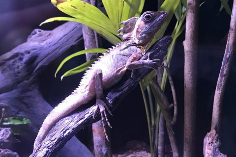 Cairns Aquarium Admission Ticket - Accommodation Nelson Bay 0