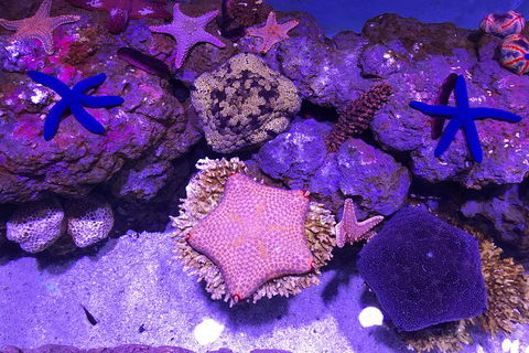 Cairns Aquarium Admission Ticket - Accommodation Nelson Bay 5