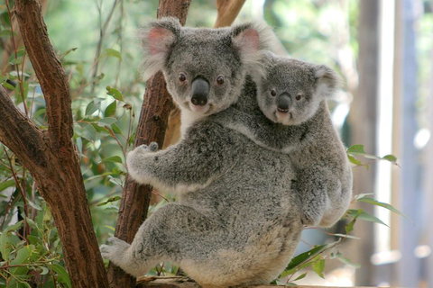 Lone Pine Koala Sanctuary Admission With Brisbane River Cruise - Accommodation Nelson Bay 3