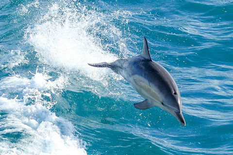 Wilsons Promontory Full Day Cruise - Accommodation Nelson Bay 1