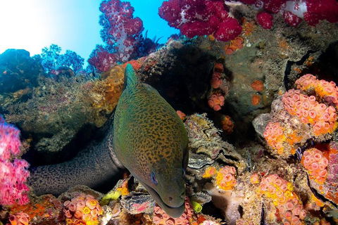 Scuba Dive The S.S. Yongala Wreck On The Great Barrier Reef. - Accommodation Nelson Bay 1
